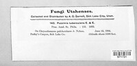 Puccinia tuberculans image